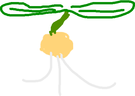 465x332 Plant Life Cycle Tynker