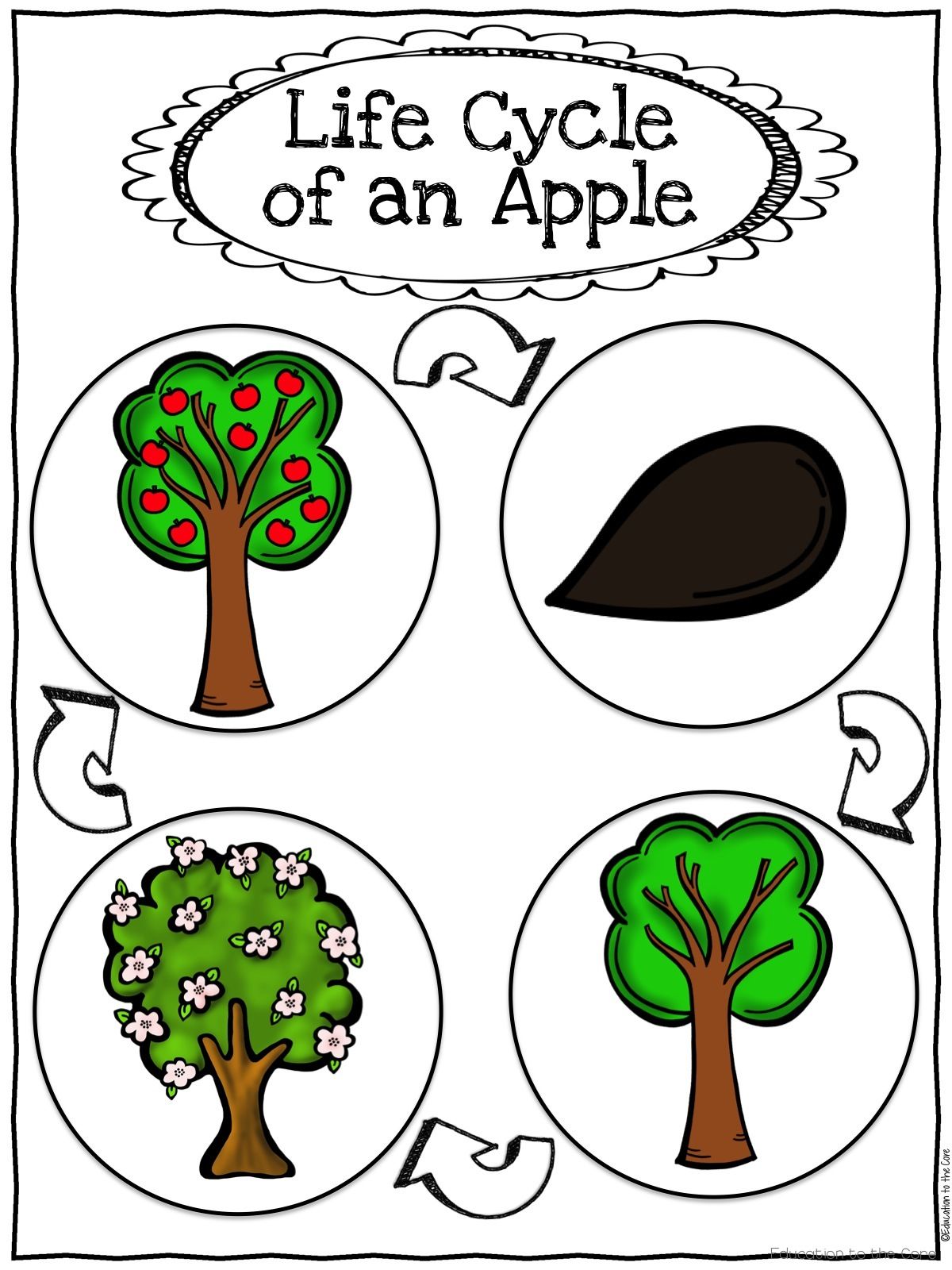 1200x1600 Apple Life Cycle Activities For Kindergarten And First Grade Tpt