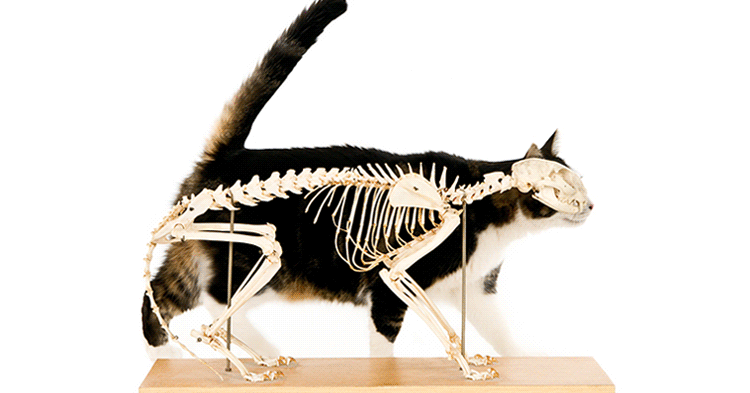 750x393 Learn How To Make Your Own Cat Drawing, From Realistic To Stylized