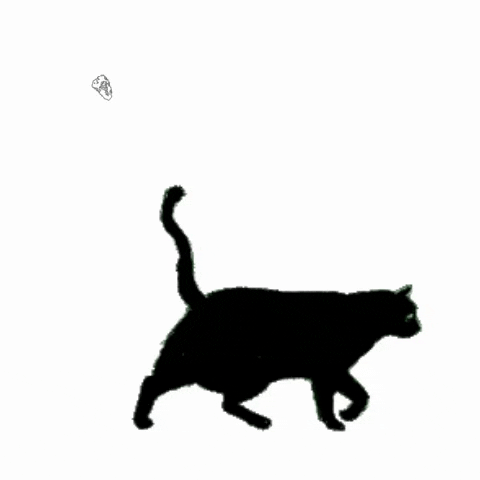 480x480 Black Cat Animation Gif