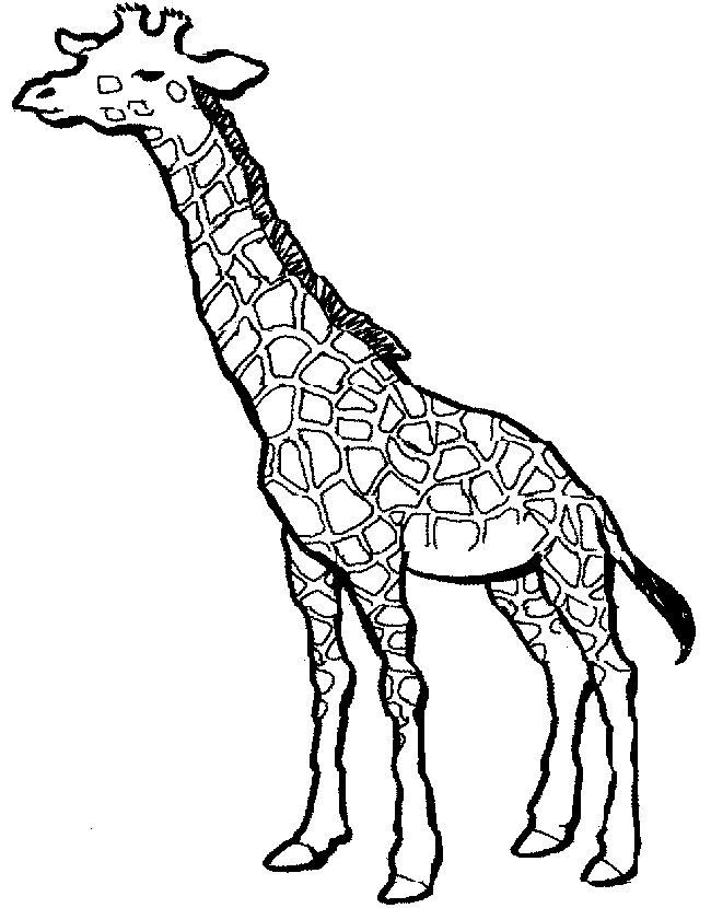 650x830 Simple Giraffe Outline You To Paint A Picture Giraffe This