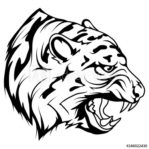 500x500 tiger head vector drawing, tiger face drawing sketch, tiger head