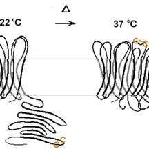 216x216 schematic drawing of the transition from a narrow barrel pore