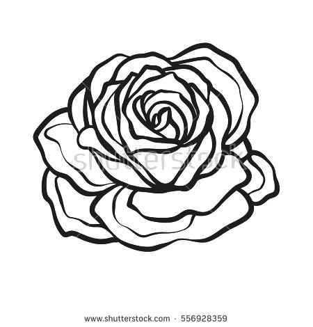 450x470 Roses Line Drawing