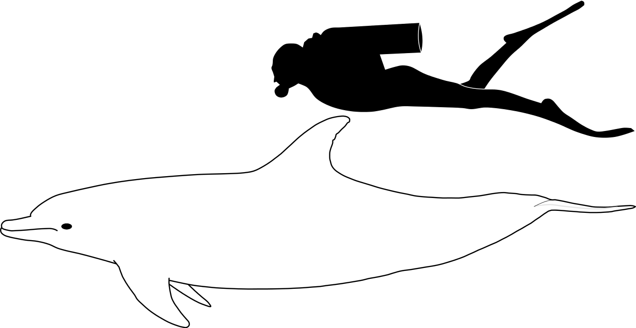 1280x661 drawn dolphines wikipedia