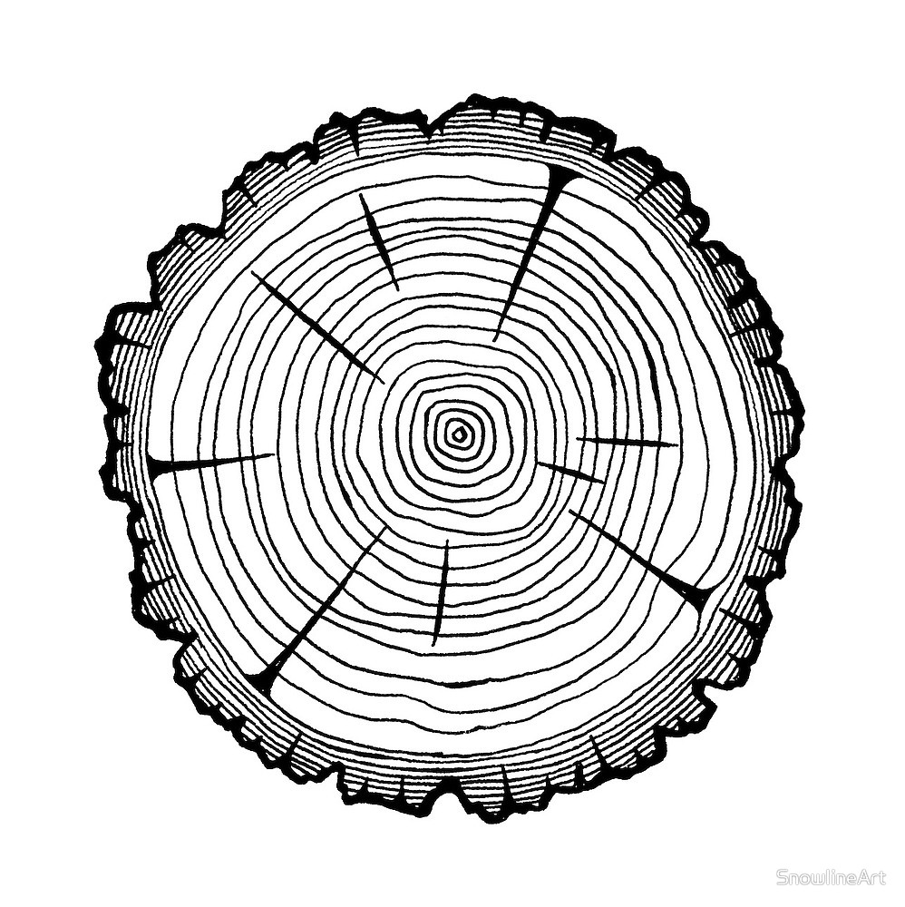 998x1000 Pine Wood Slice Original Pen And Ink Drawing