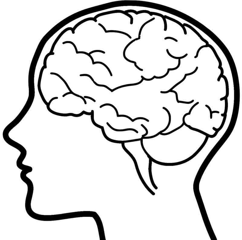 800x795 Brain Clipart Brain Drawing Clip Art