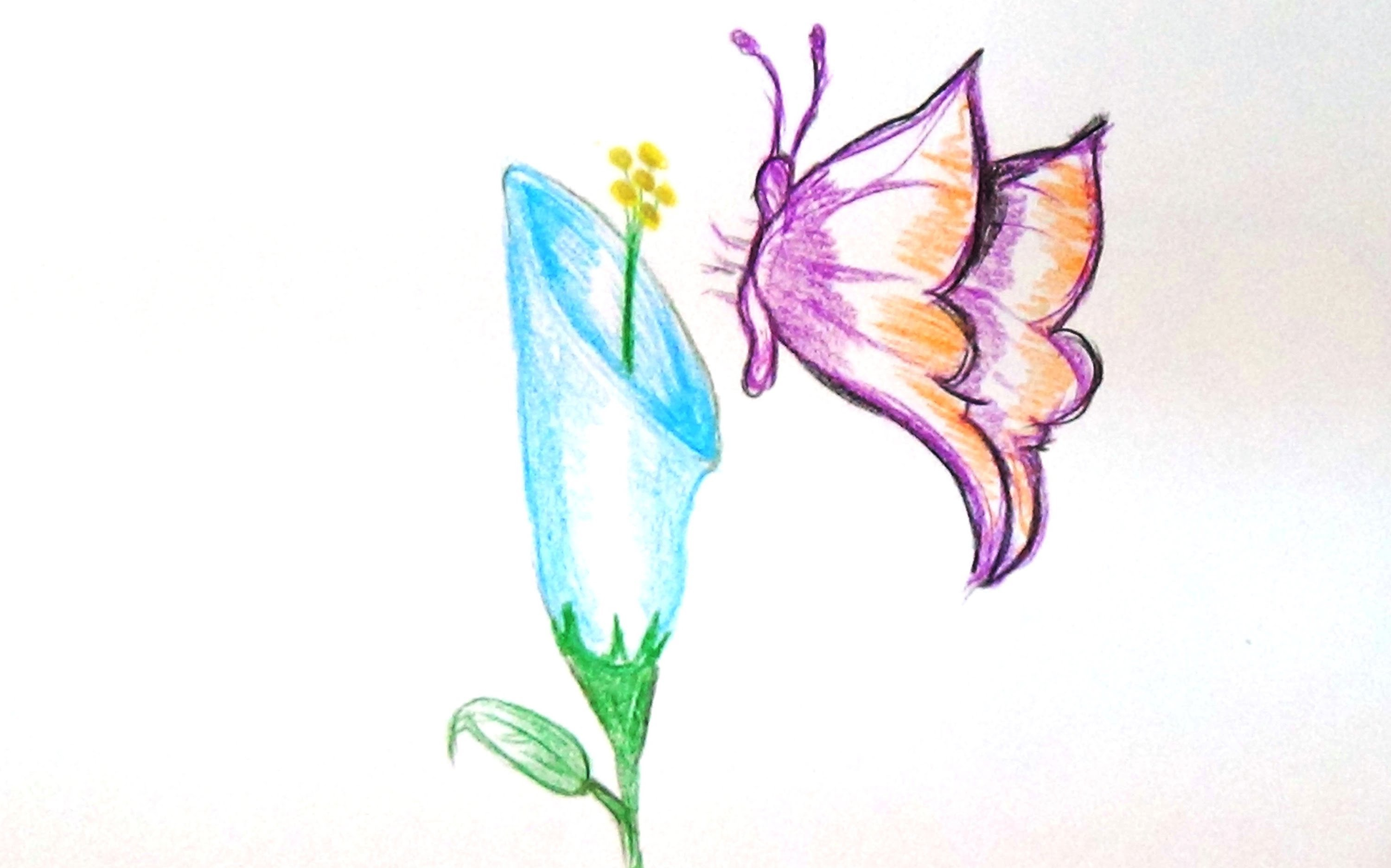 Drawings Of Flowers And Butterflies
