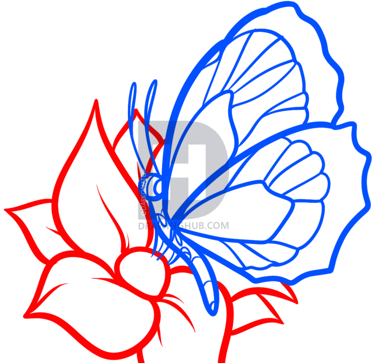 739x720 How To Draw A Butterfly On A Flower, Butterfly And Flower, Step