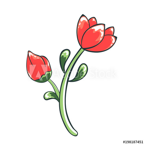 500x500 Vector Color Illustration Of Flower Red Tulip Drawing Of A Plant