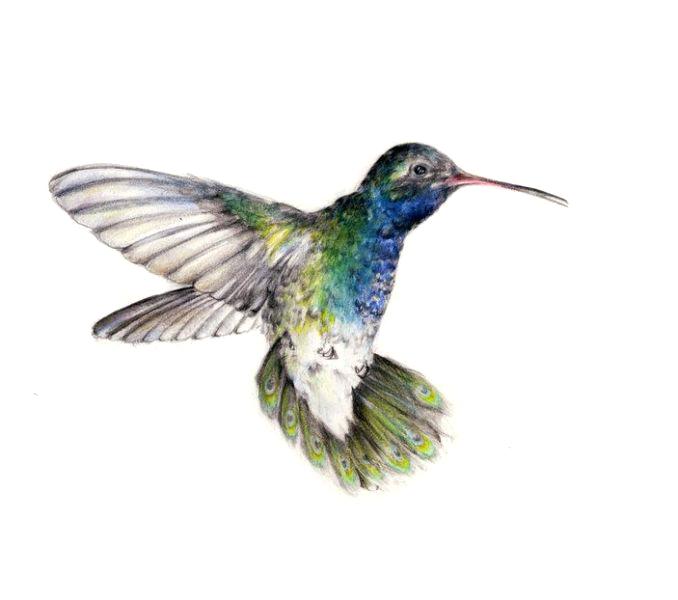 678x600 hummingbird drawing creative feather design hummingbird drawing