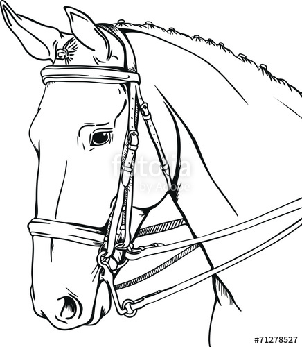 436x500 Dressage Horse Stock Image And Royalty Free Vector