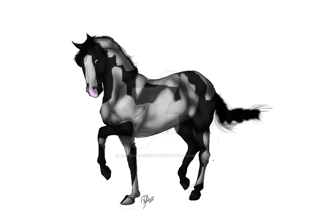 1024x724 black tovero dressage mare