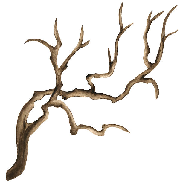 Driftwood Drawing | Free download on ClipArtMag