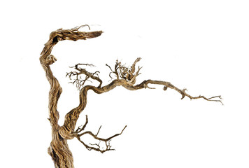 356x240 Driftwood Photos, Royalty Free Images, Graphics, Vectors Videos