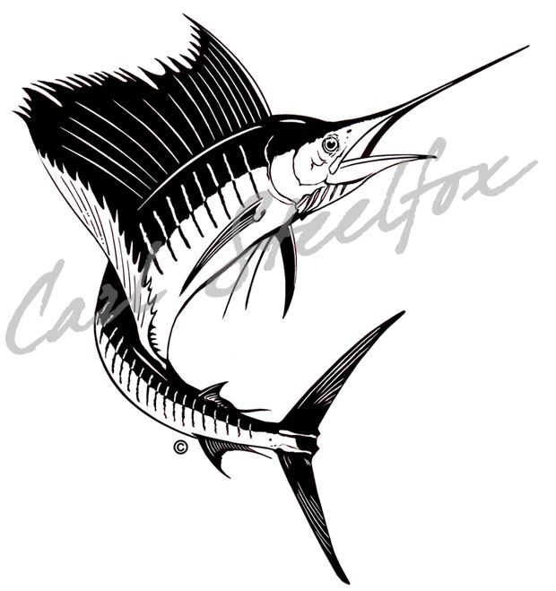 620x659 Line Drawing Sailfish Carl Steelfox, Graphic Artist, Doing Web