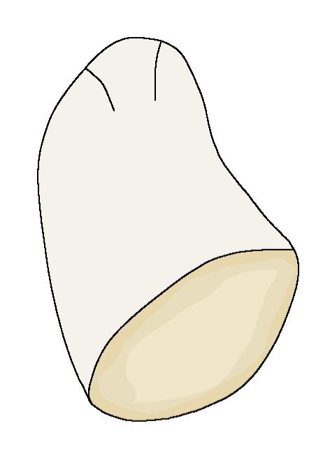 472x669 a st bernard sits