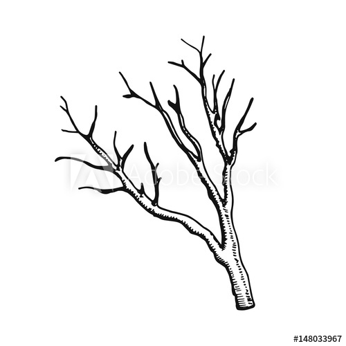500x500 Dry Twig Vector Illustration Hand Drawing