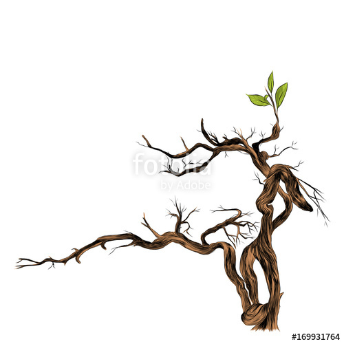 500x500 Dry Branch Sketch Vector Graphics Color Picture Stock Image