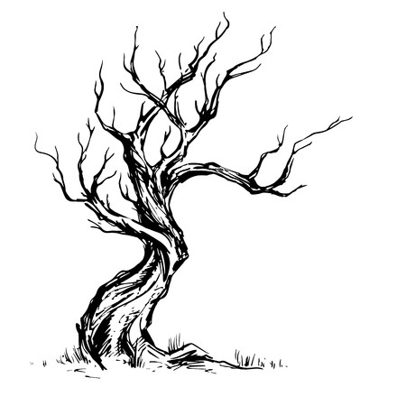 450x450 Hand Sketched Illustration Of Old Crooked Tree Dry Wood, Ink