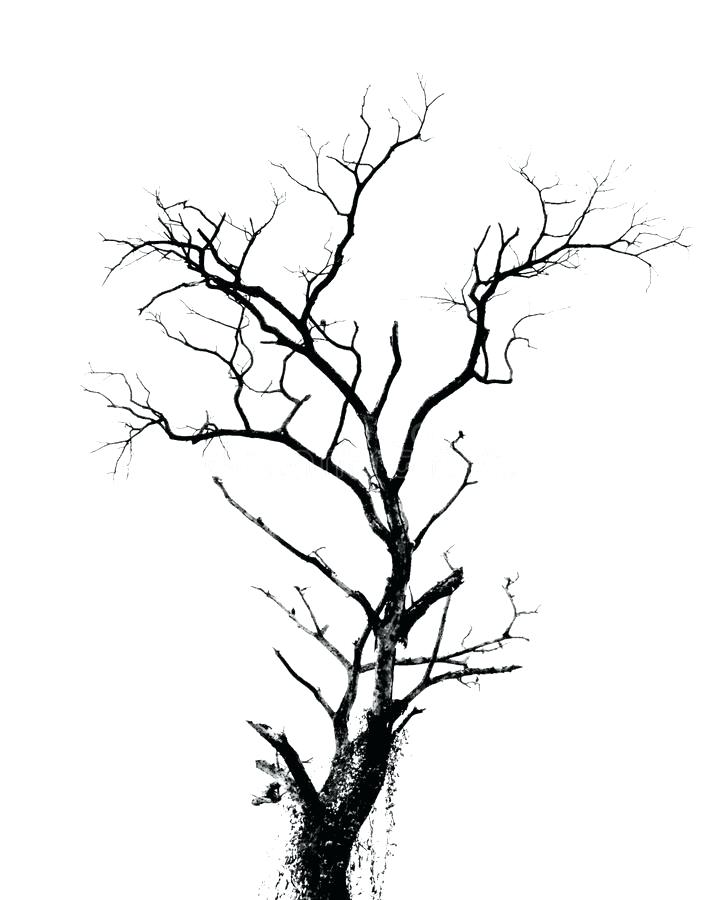 Dry Tree Drawing | Free download on ClipArtMag