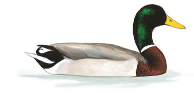 386x186 American Black Duck Audubon Field Guide