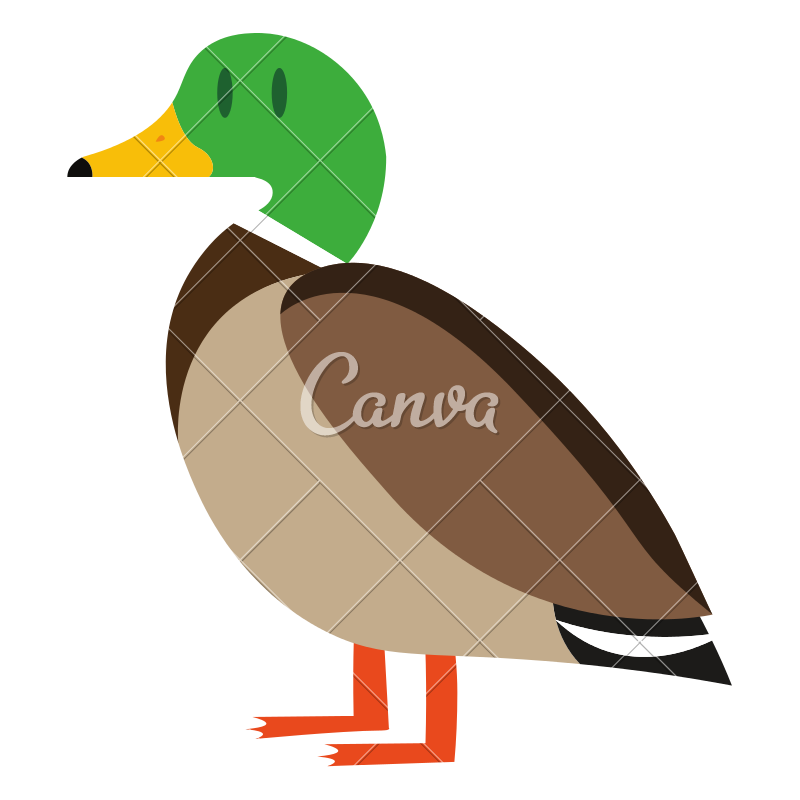 800x800 Mallard Drawing Cartoon Transparent Png Clipart Free Download