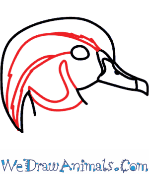 300x350 How To Draw A Wood Duck