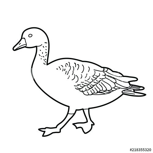 500x499 Sketch Of A Duck Duck Drawing Best Sketch Duck