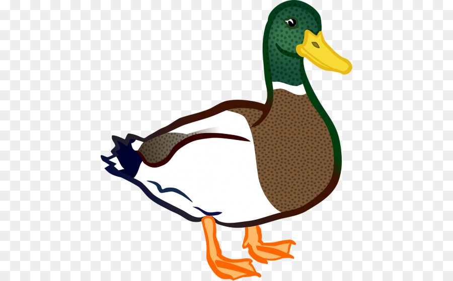 900x560 Duck, Bird, Drawing, Transparent Png Image Clipart Free Download