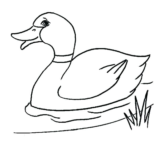 600x551 Drawing Of Duck