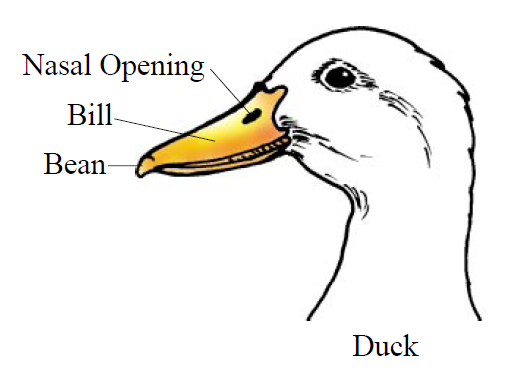 511x378 For Example, A Duck's Head