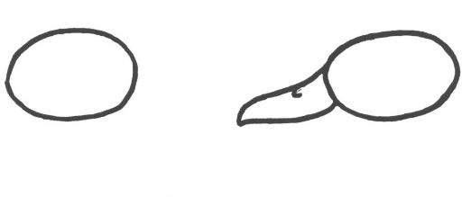 512x219 How To Draw A Duck