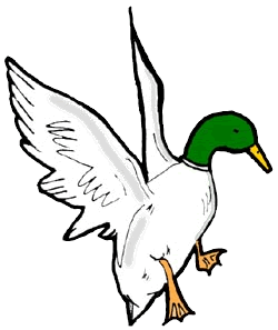 250x297 Mallard Clipart Duck Head