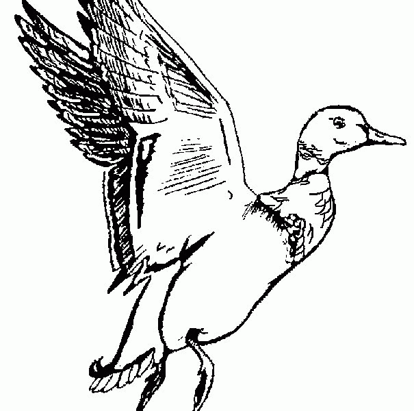 605x600 Duck Hunting Coloring Pages Free Duck Hunting Coloring Pages