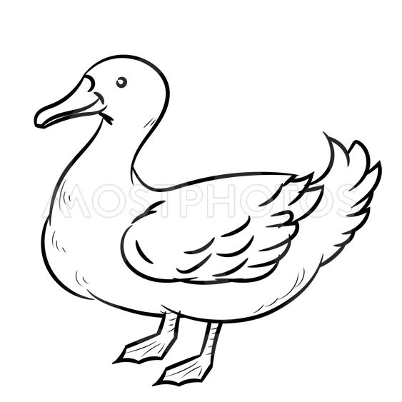563x563 Line Drawing Of Duck Simp