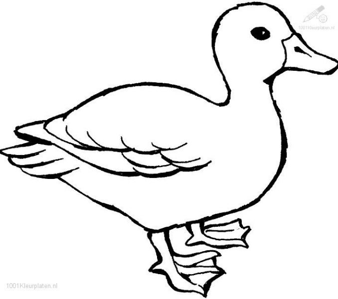 678x600 Duck Drawing Free Download