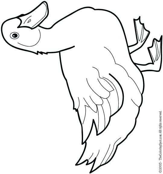 540x576 Duckling Duck Outline Pencil And In Color Cartoon Images Rubber