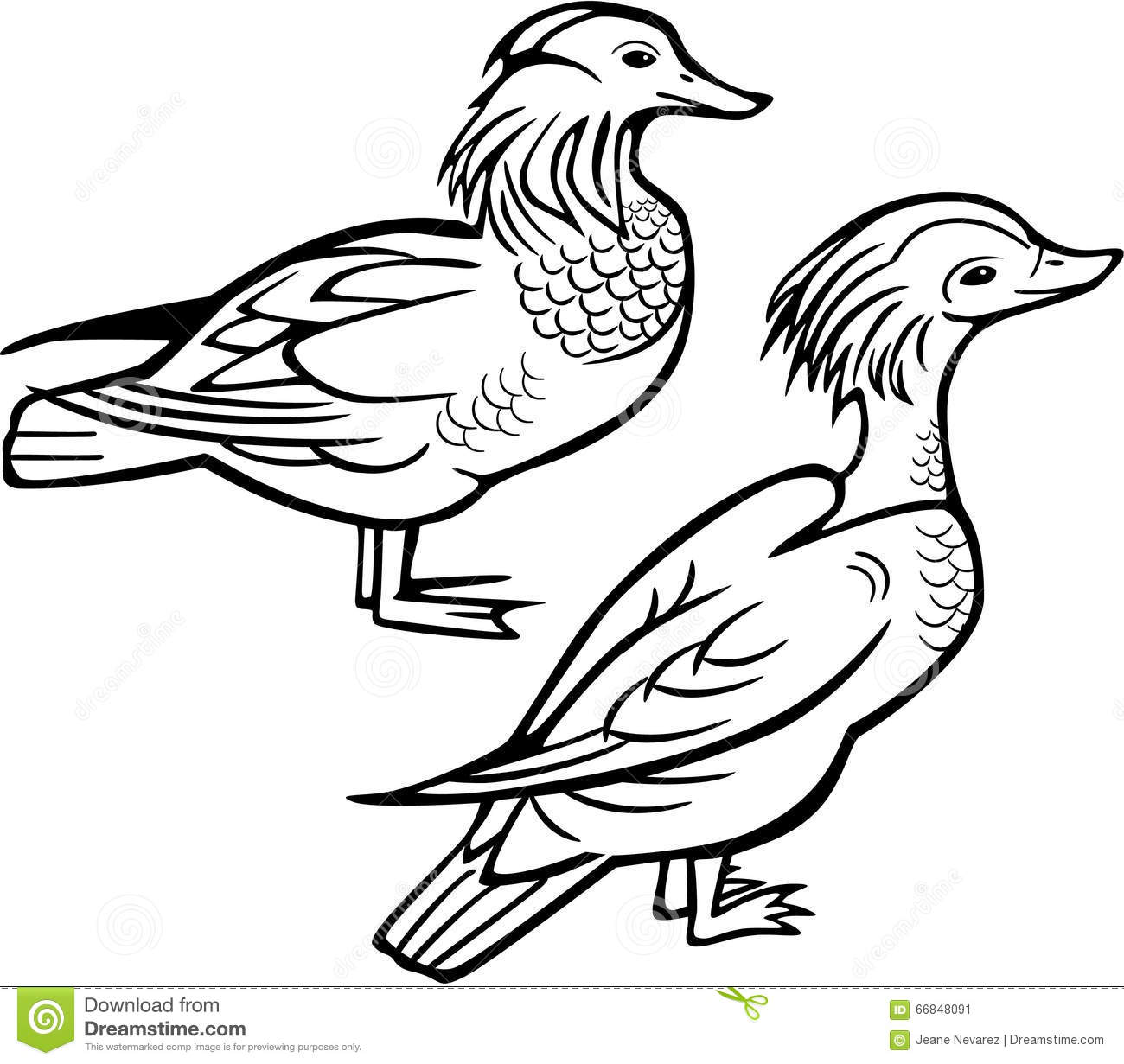 1300x1231 mandarin duck clipart pencil