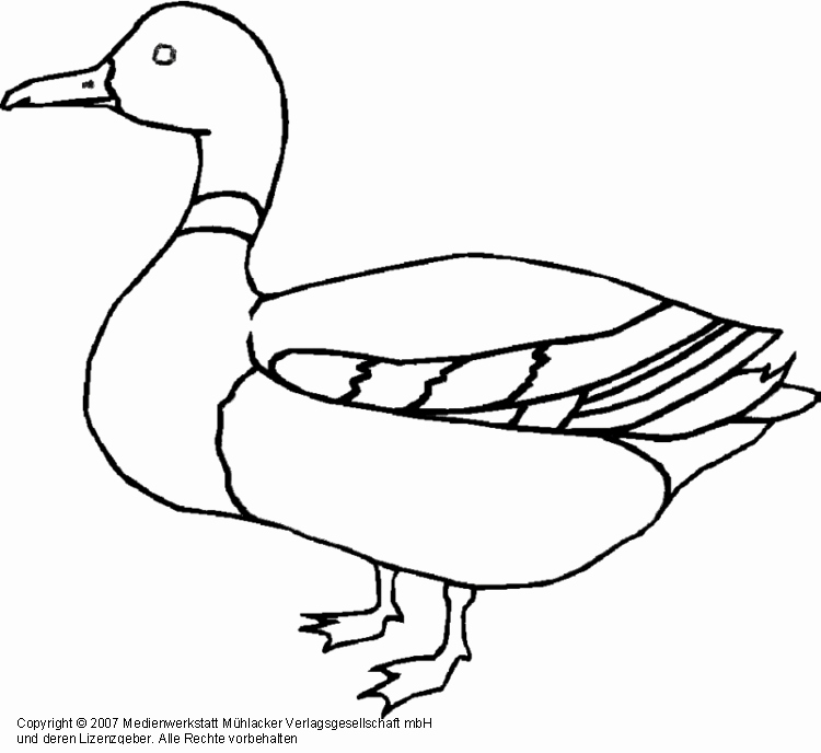 Duck Pencil Drawing | Free download on ClipArtMag