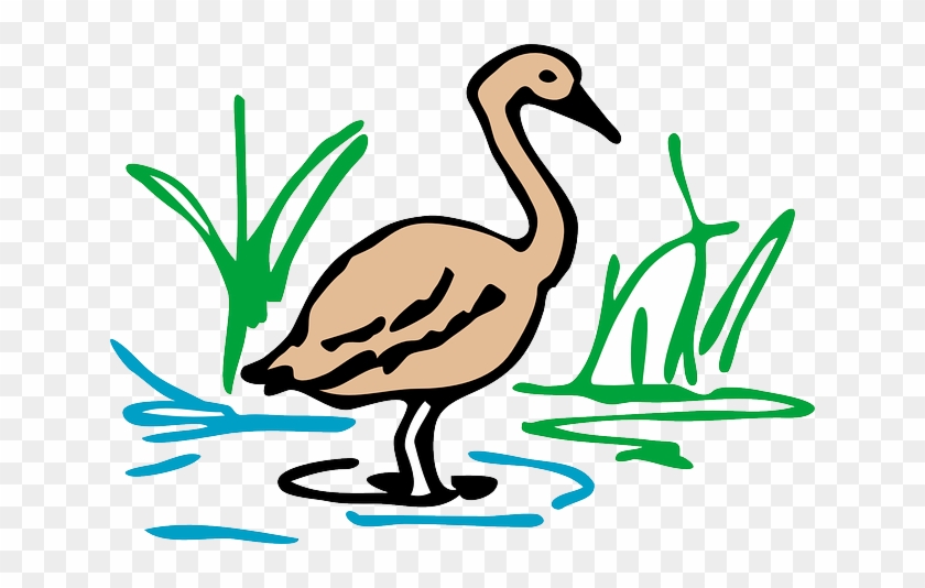 Duck Picture Drawing