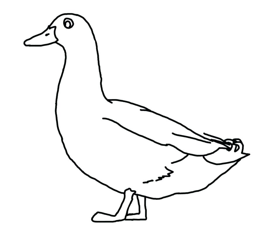 900x860 Donald Duck Drawing Duck Drawing Line Art Clip Art Line Drawing