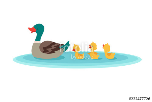 500x334 Mother Duck And Little Ducks In Water Ducklings Swimming In Row