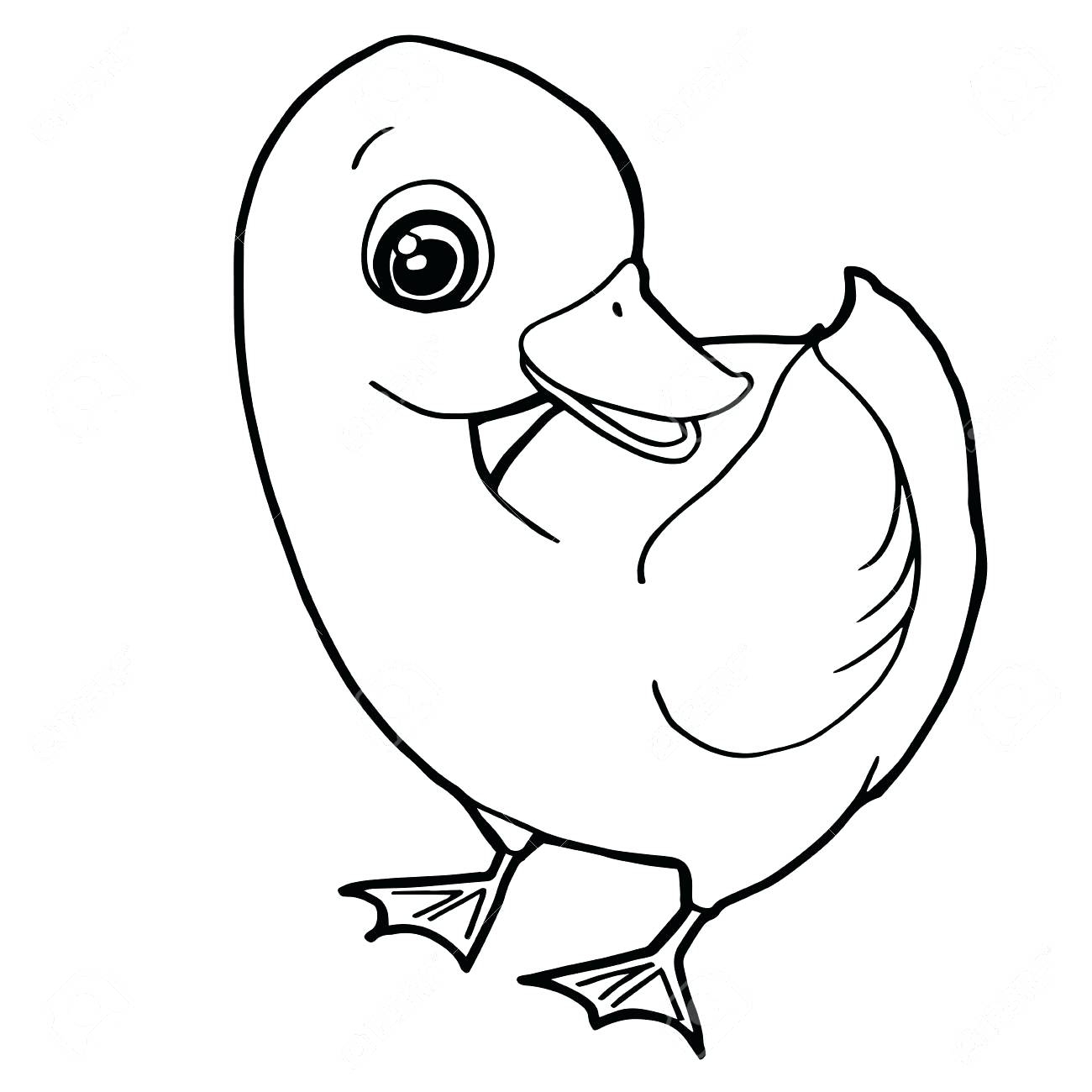1300x1300 Duckling Coloring Pages