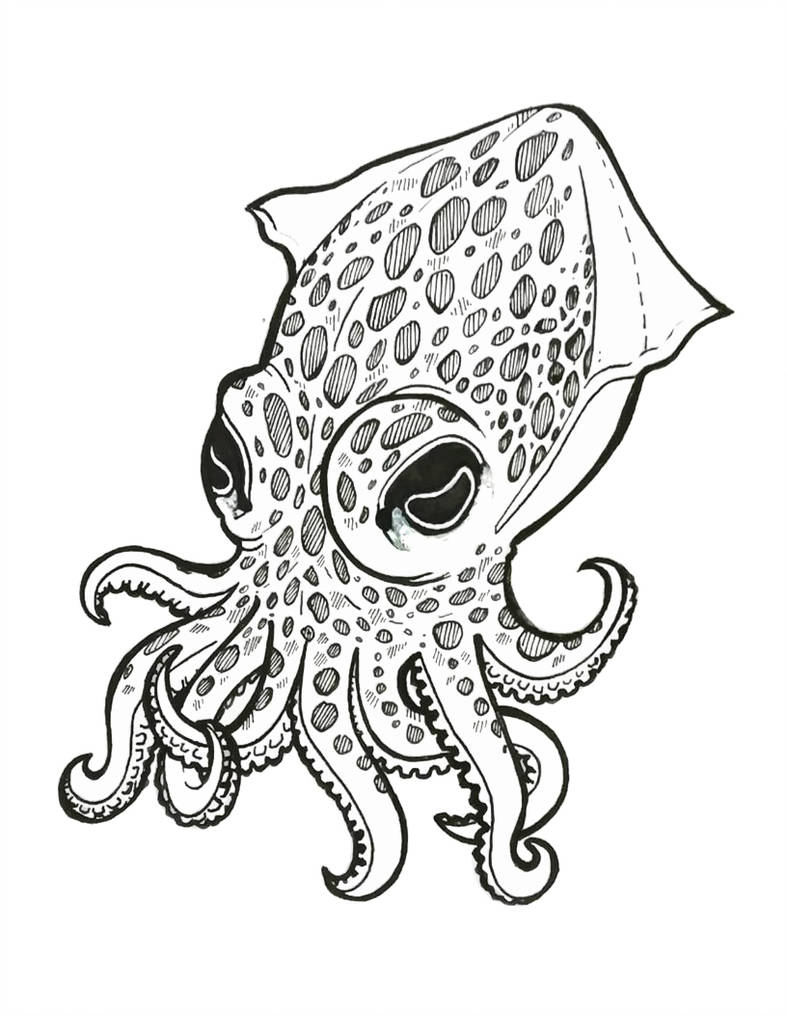787x1015 dumpling squid
