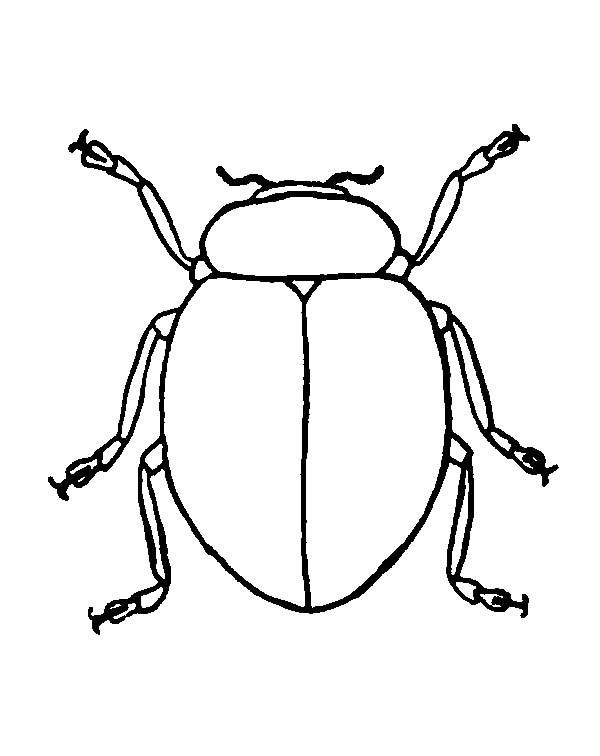 600x756 Dung Beetle Drawing