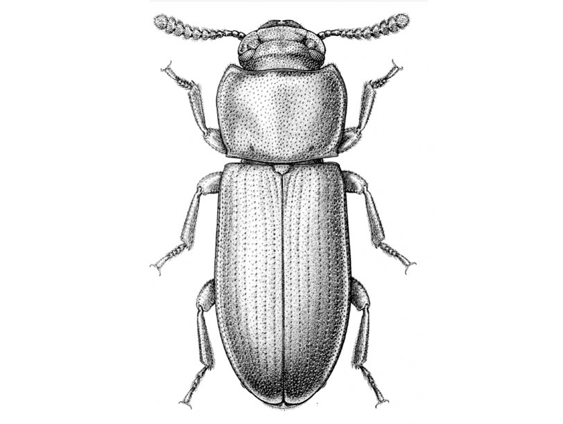 812x612 Beetle Drawing Scientific For Free Download