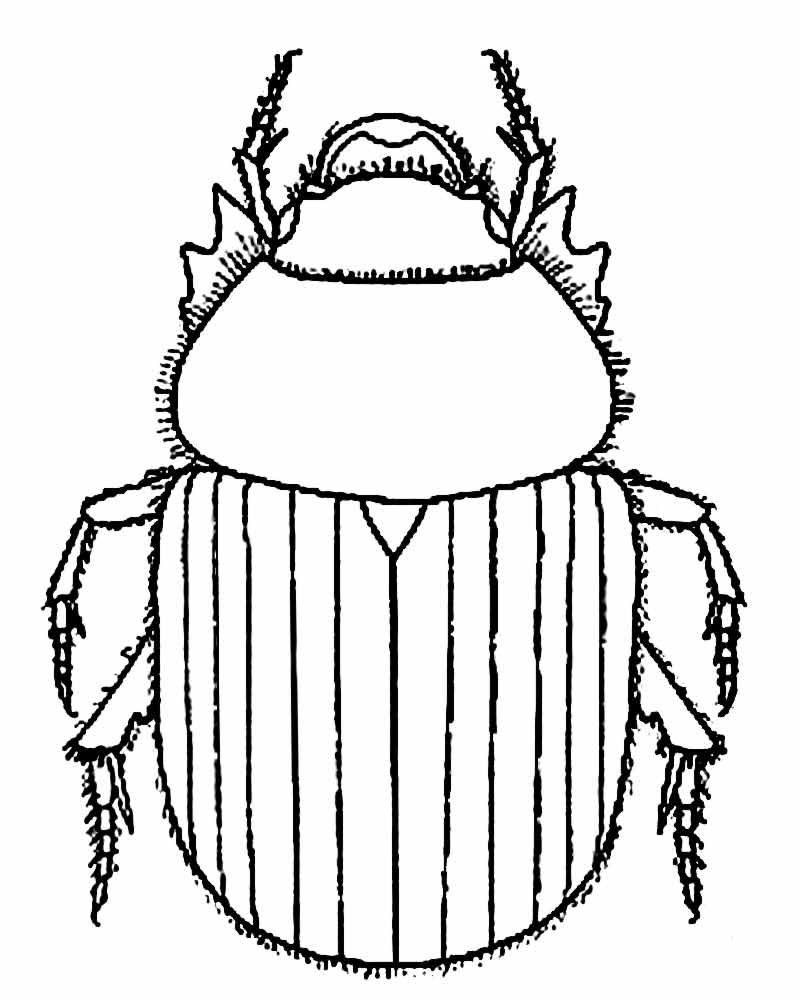 800x1000 Dung Beetle Egyptian