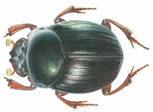 490x358 Dung Beetle Named After Darwin