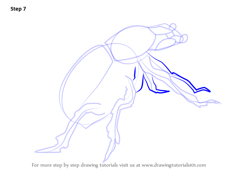 843x596 Learn How To Draw A Dung Beetle